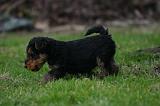 WELSH TERRIER 153